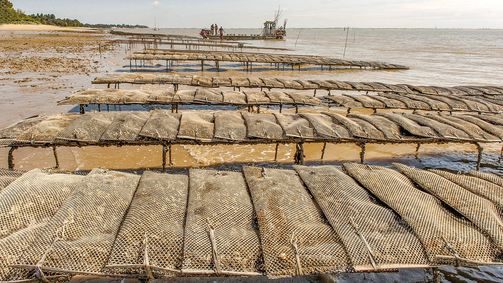 Île d'Oléron: Reiche Ernte: Frisch geerntete Austern an der Plage Gatseau. Foto: Hilke Maunder