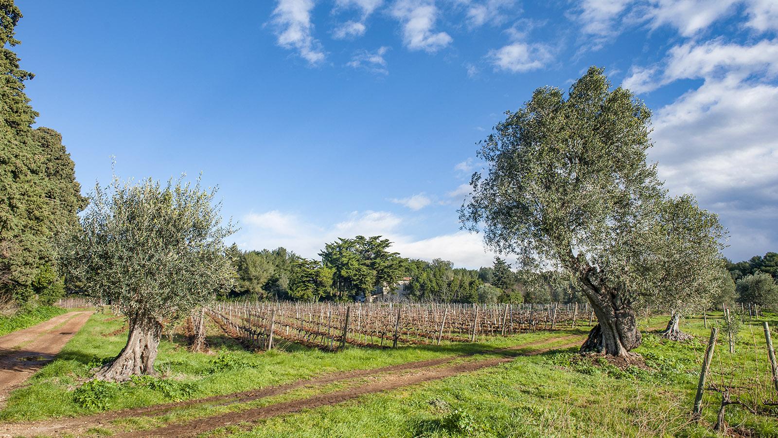 Oliven und Wein: die wirtschaftliche Grundlage der Zisterziensermönchen von Saint-Honorat seit dem 5. Jahrhundert. Foto: Hilke Maunder