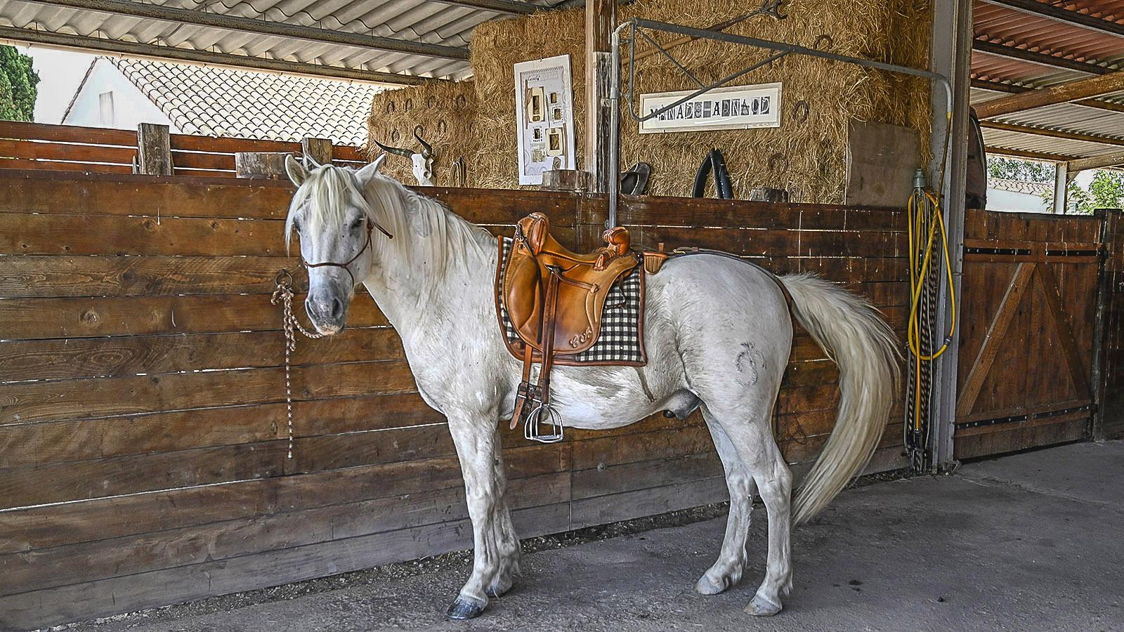 Nach getaner Arbeit kehren die weißen Camargue-Pferde bei der Manade Gilbert Arnaud zurück in ihren Stall. Foto: Hilke Maunder