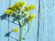 Pastell: Gelbe Blüten verwandeln sich in das Blau des Südens. Foto: Graine de Pastel.