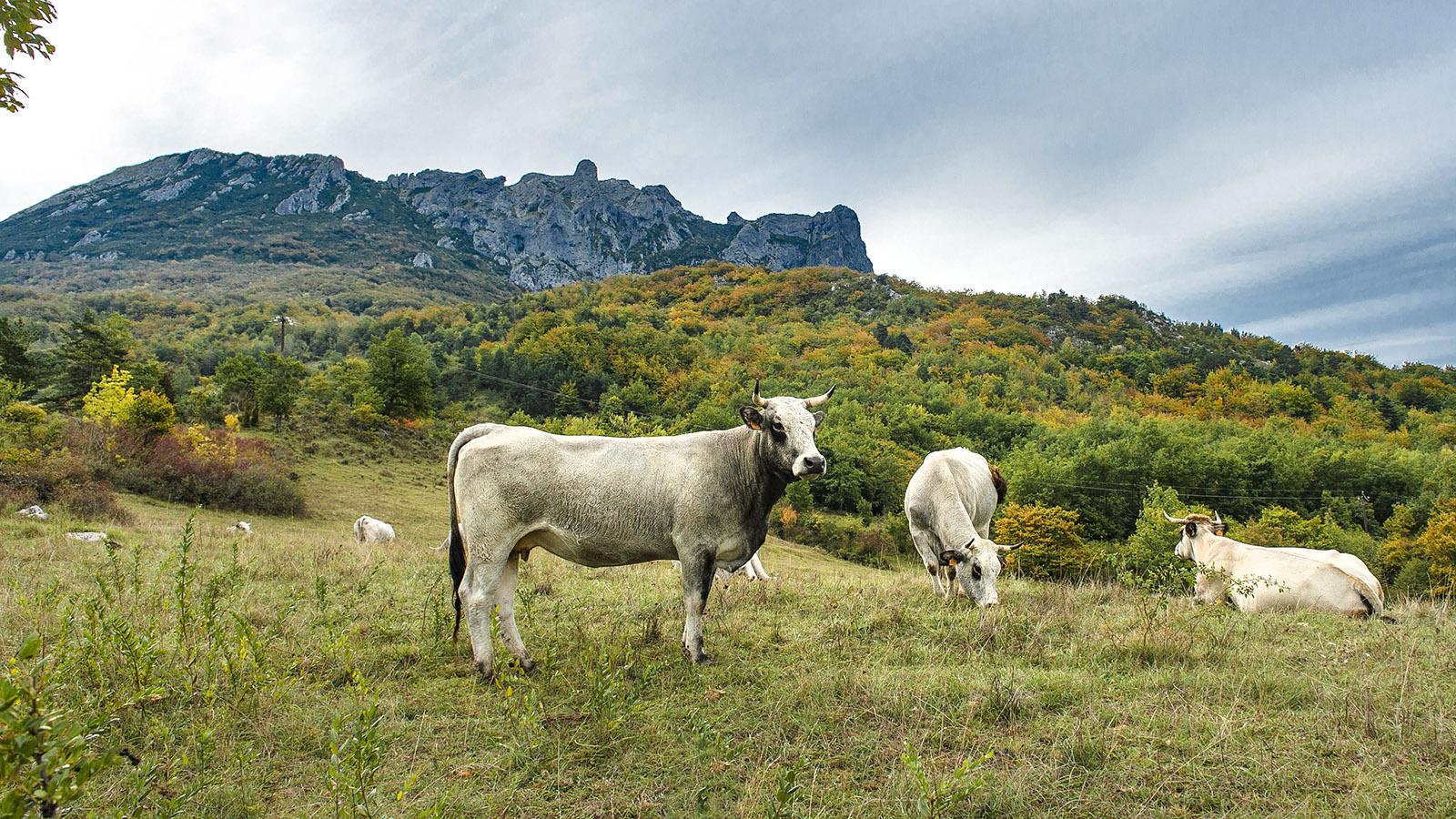 Bugarach: Kühe auf der Weide vor dem Pech de Bugarach. Foto: Hilke Maunder