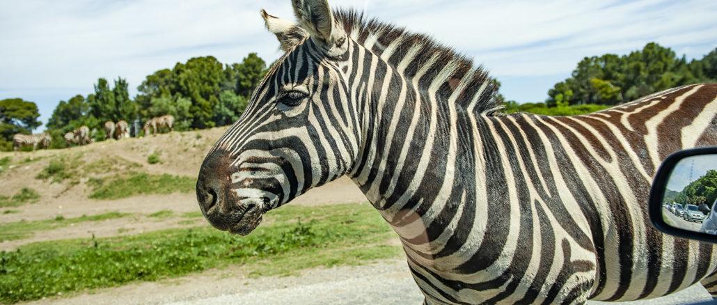 Safaripark Sigean: Zebra. Foto. Hilke Maunder