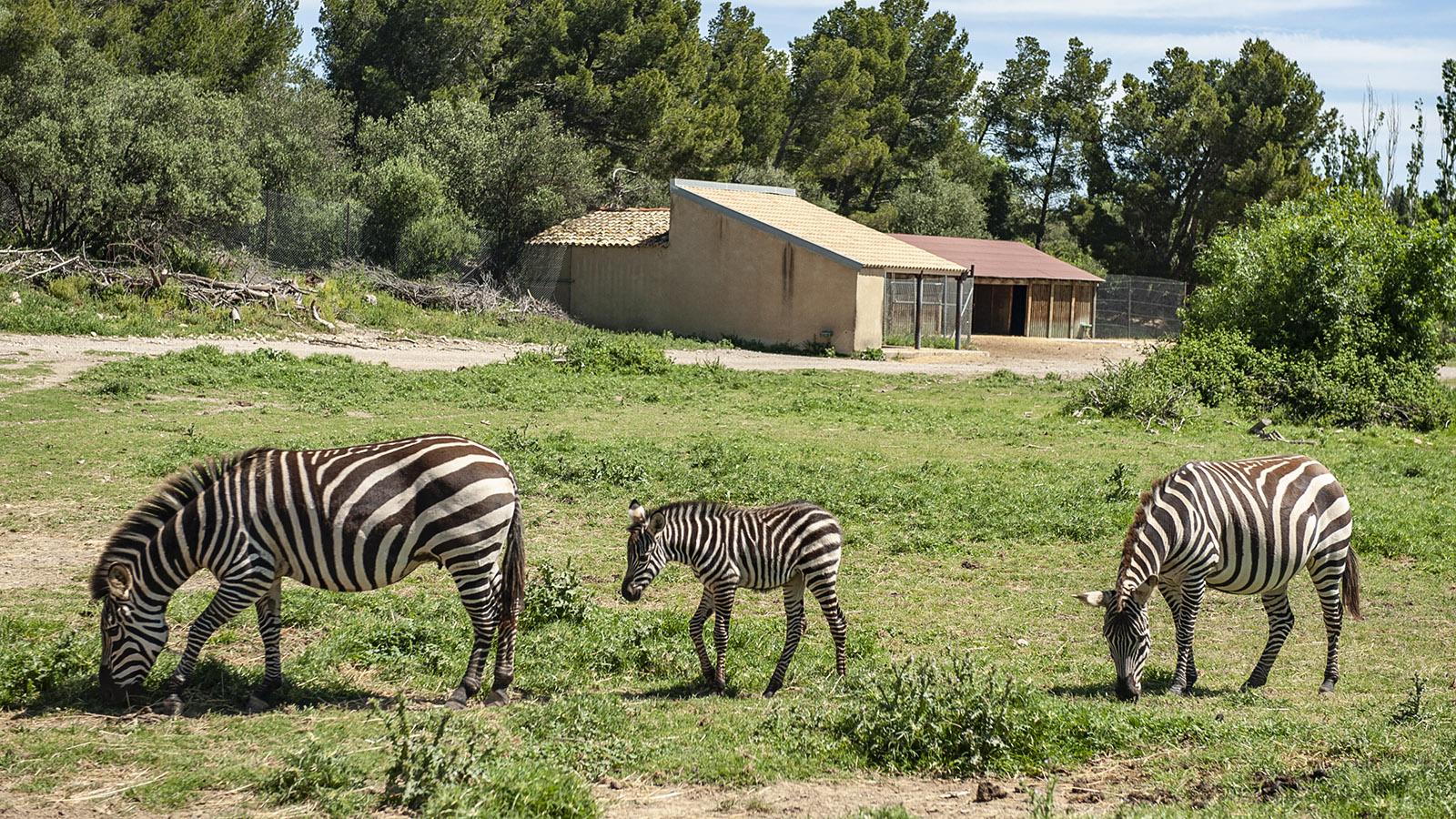 Safaripark Sigean: Zebras. Foto: Hilke Maunder