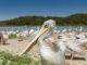 Vögel in freier Wildbahn gibt es auch im Safaripark Sigean: Pelikan Foto. Hilke Maunder