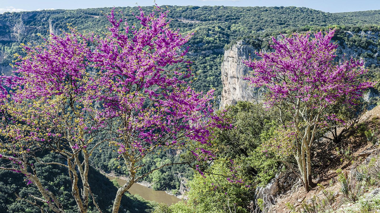 Ein Blütentraum in den Schluchten der Ardèche. Foto: Hilke Maunder