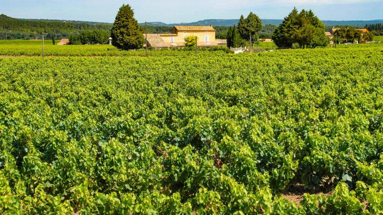 Séjour en Vignoble: Urlaub auf Weingütern