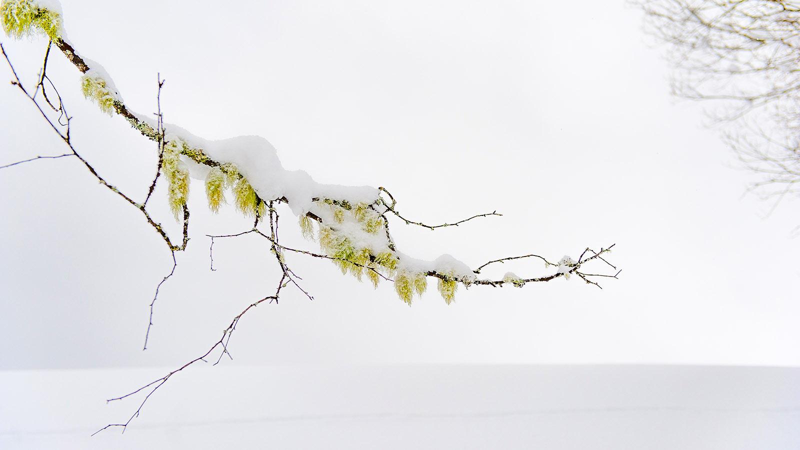 Gelb im Winterweiß: eie Hamamelis im Schnee. Foto: Hilke Maunder