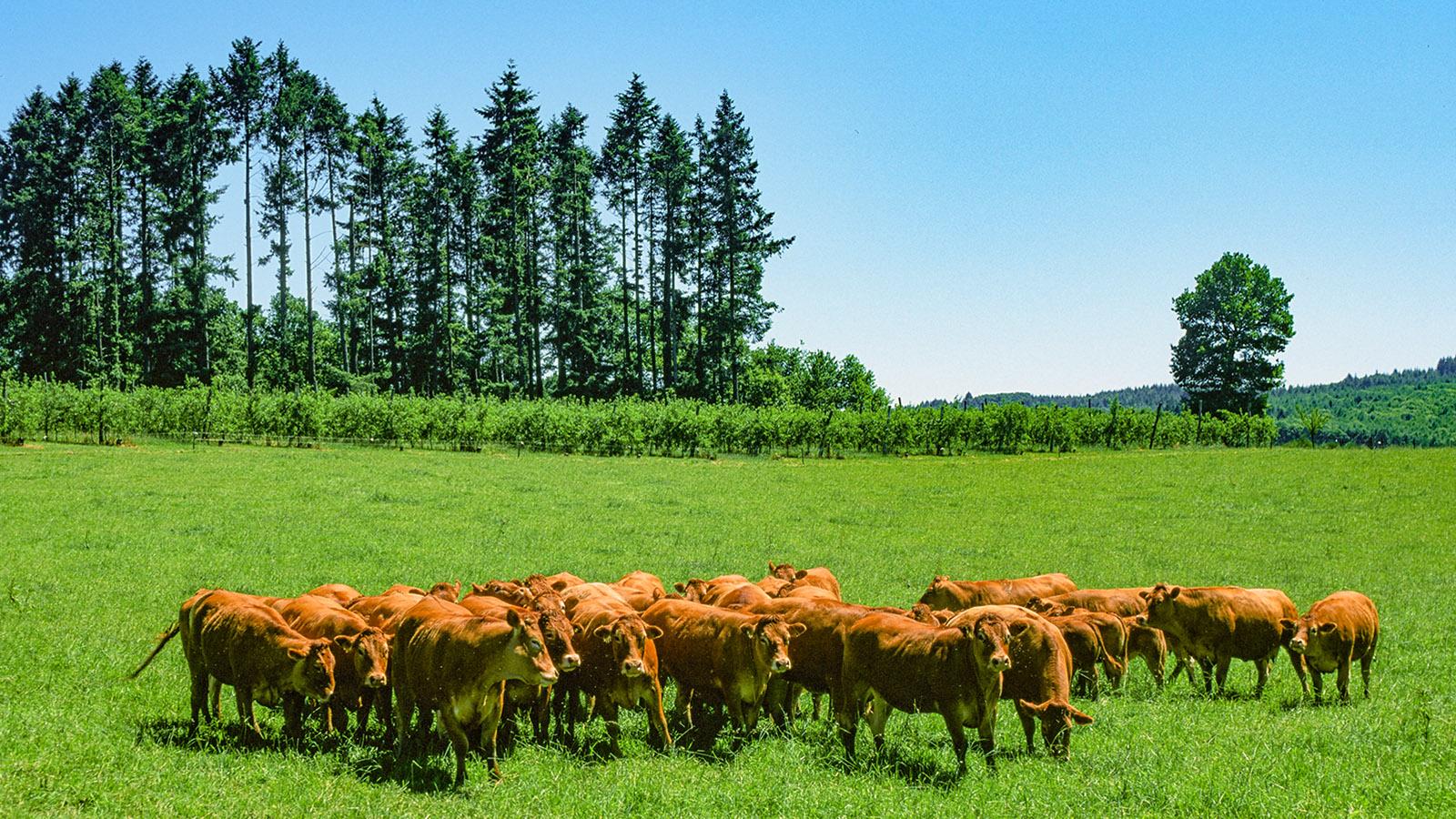 Limousin-Rinder auf der Weide. Foto: Hilke Maunder