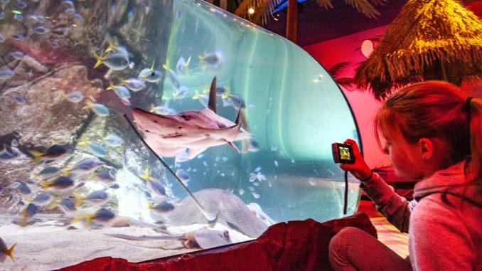 Aquarium: was für eine faszinierende Unterwasserwelt eröffnet sich dort!