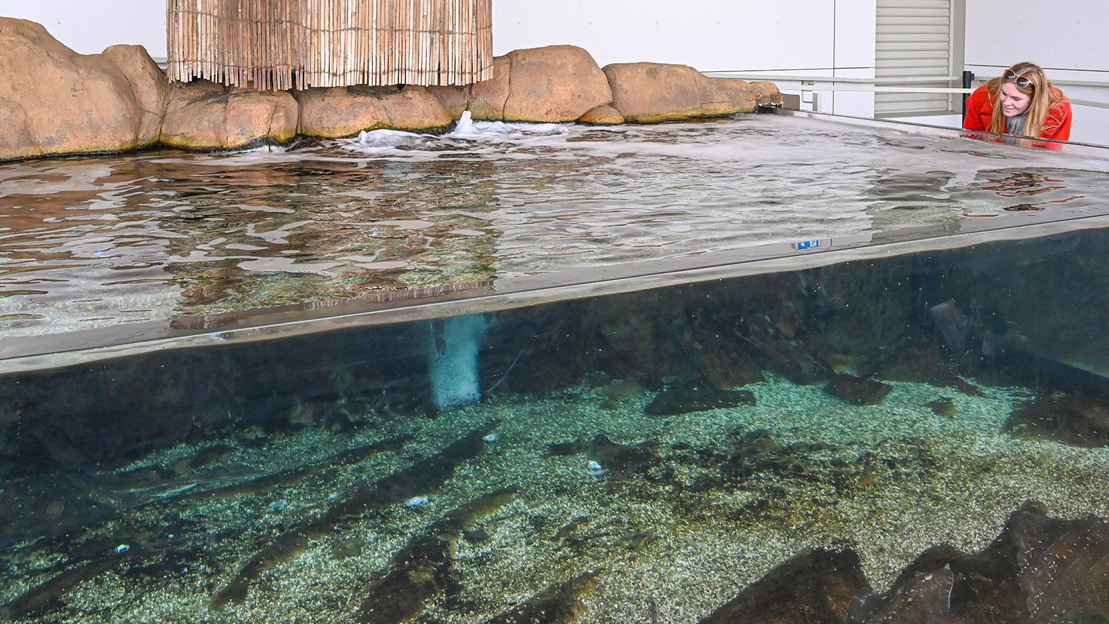 Das Rochenbecken des Aquariums von Canet-en-Roussillon. Foto: Hilke Maunder