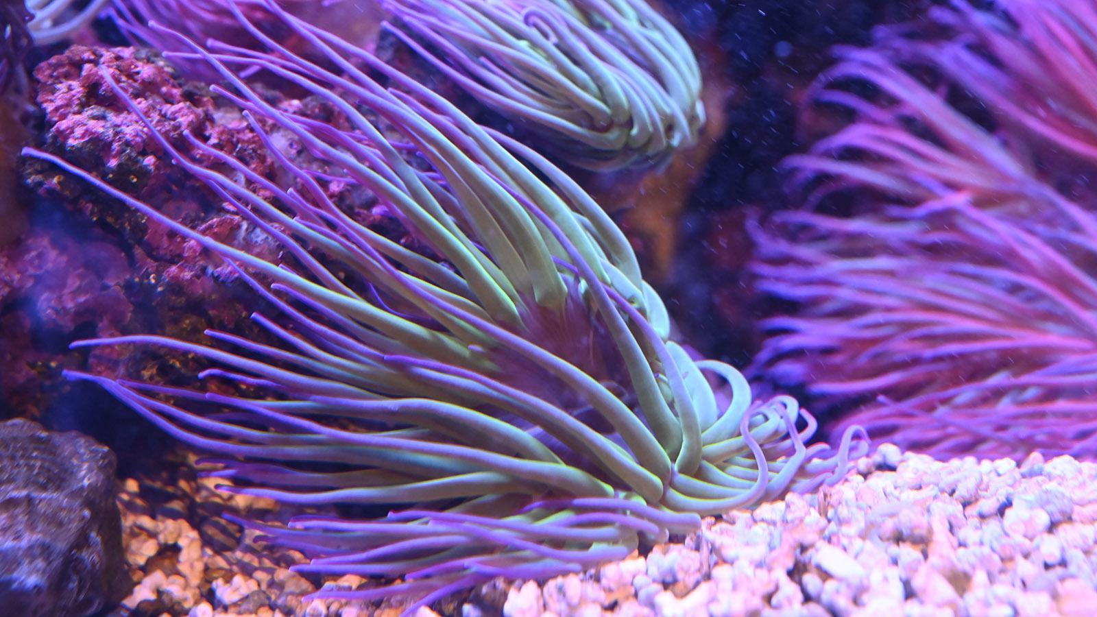 Anemonen, farbig angestrahlt im Aquarium. Einige Arten leuchten in der Tiefe. Foto: Hilke Maunder