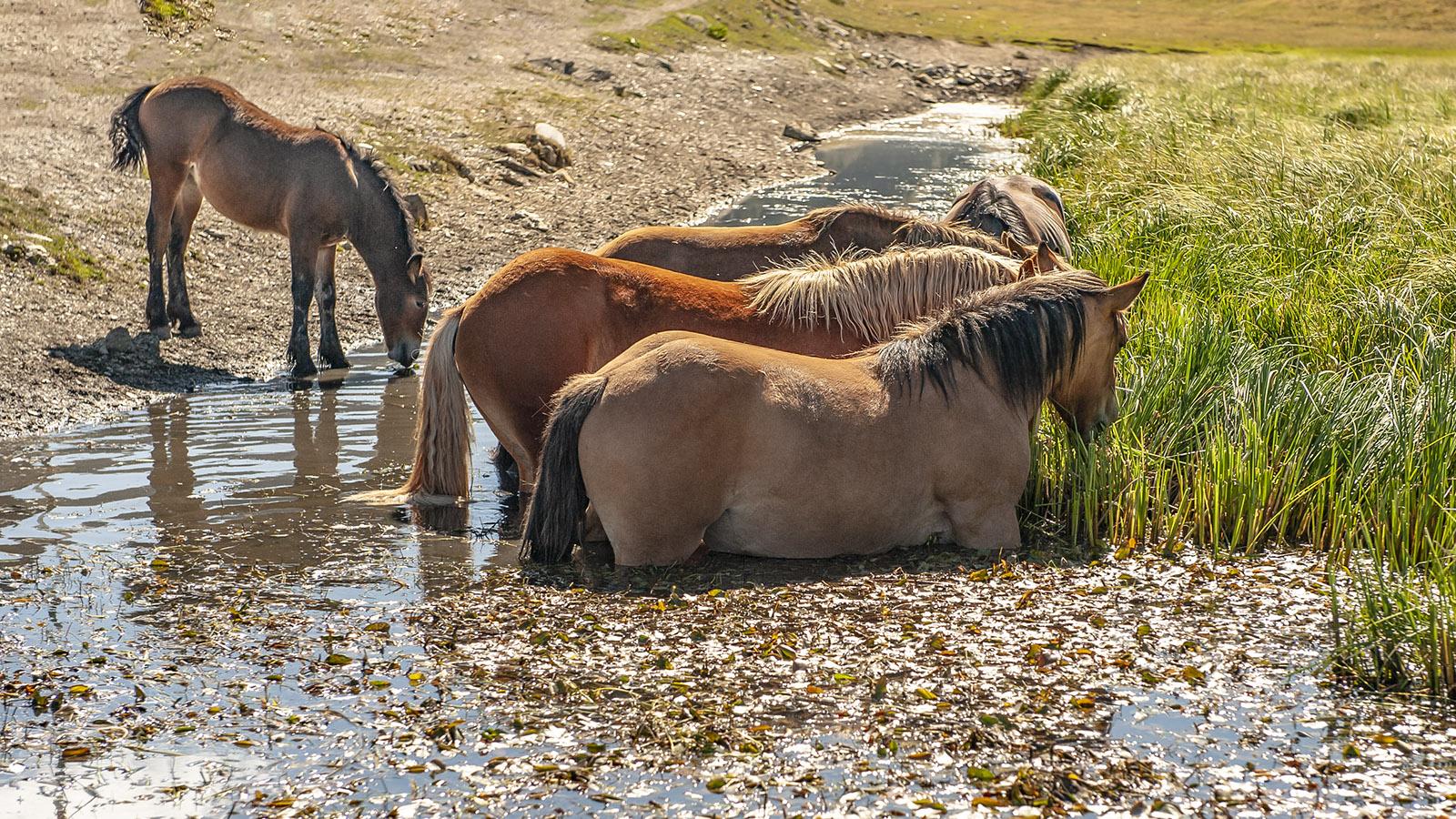 Val d'Aran: Pferde auf der Sommerweide. Foto: Hilke Maunder