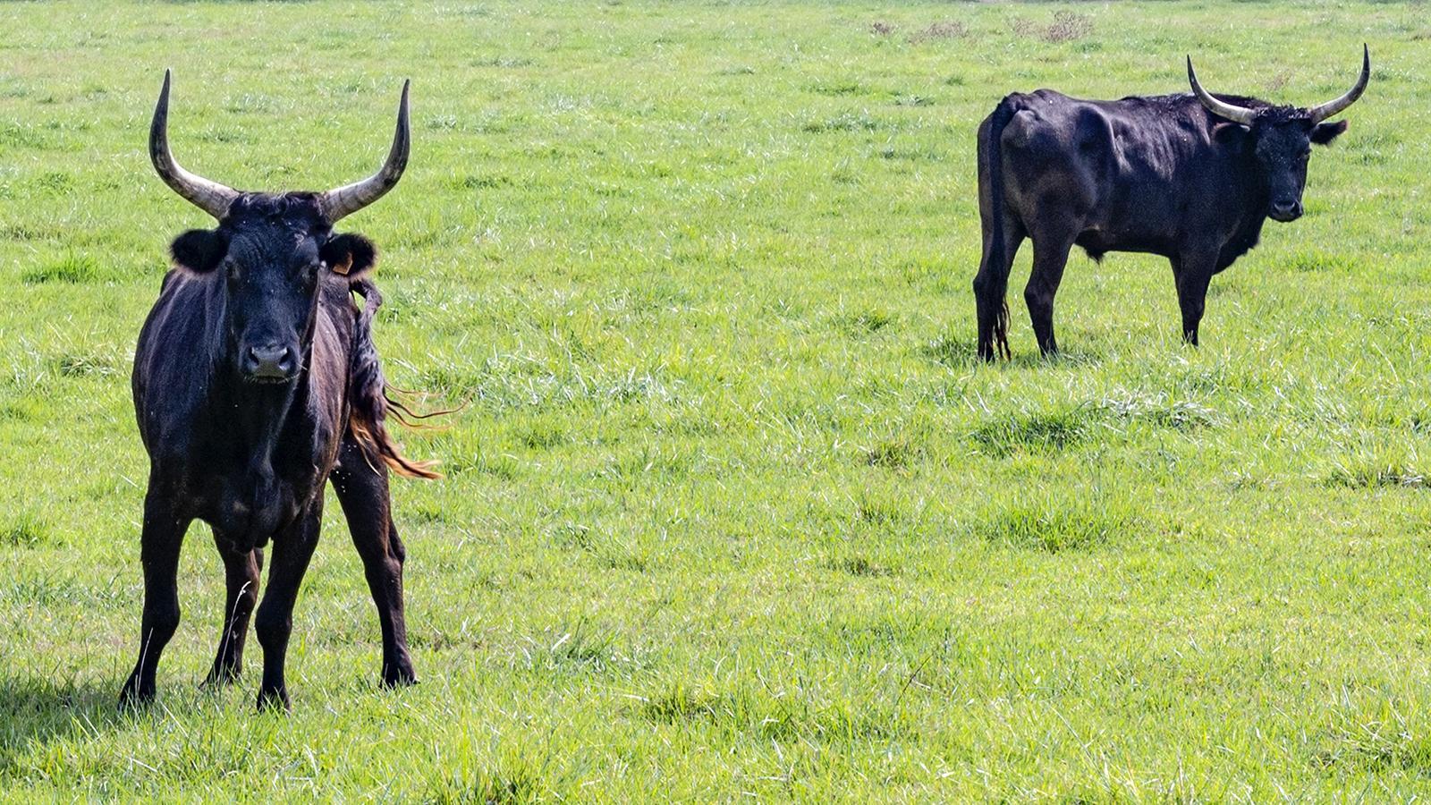 Die Camargue ist Frankreichs größtes Zuchtgebiet für Stiere. Foto: Hilke Maunder