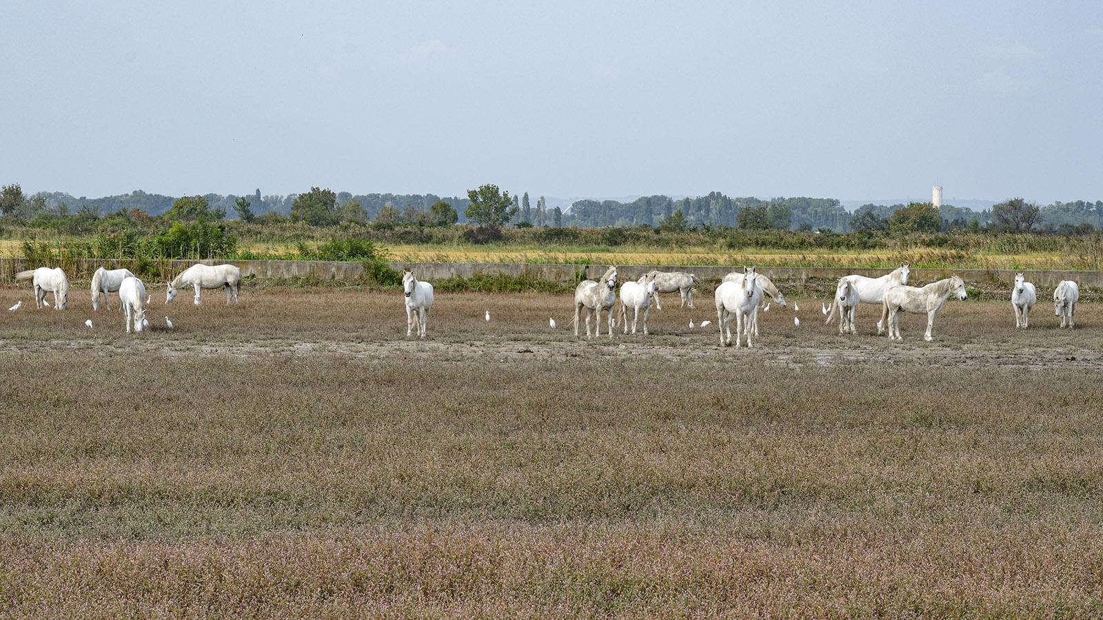 Die berühmten weißen Pferde der Camargue. Foto: Hilke Maunder