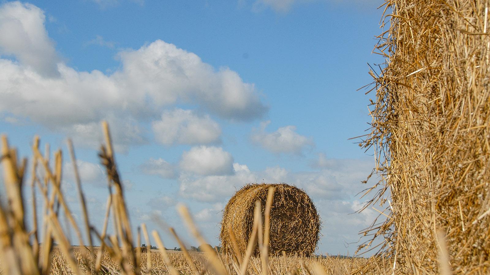 Zwischen Doullens und Amiens: abgeerntete Kornfelder. Foto: Hilke Maunderwischen Doullens und Amien: abgeerntete Kornfelder