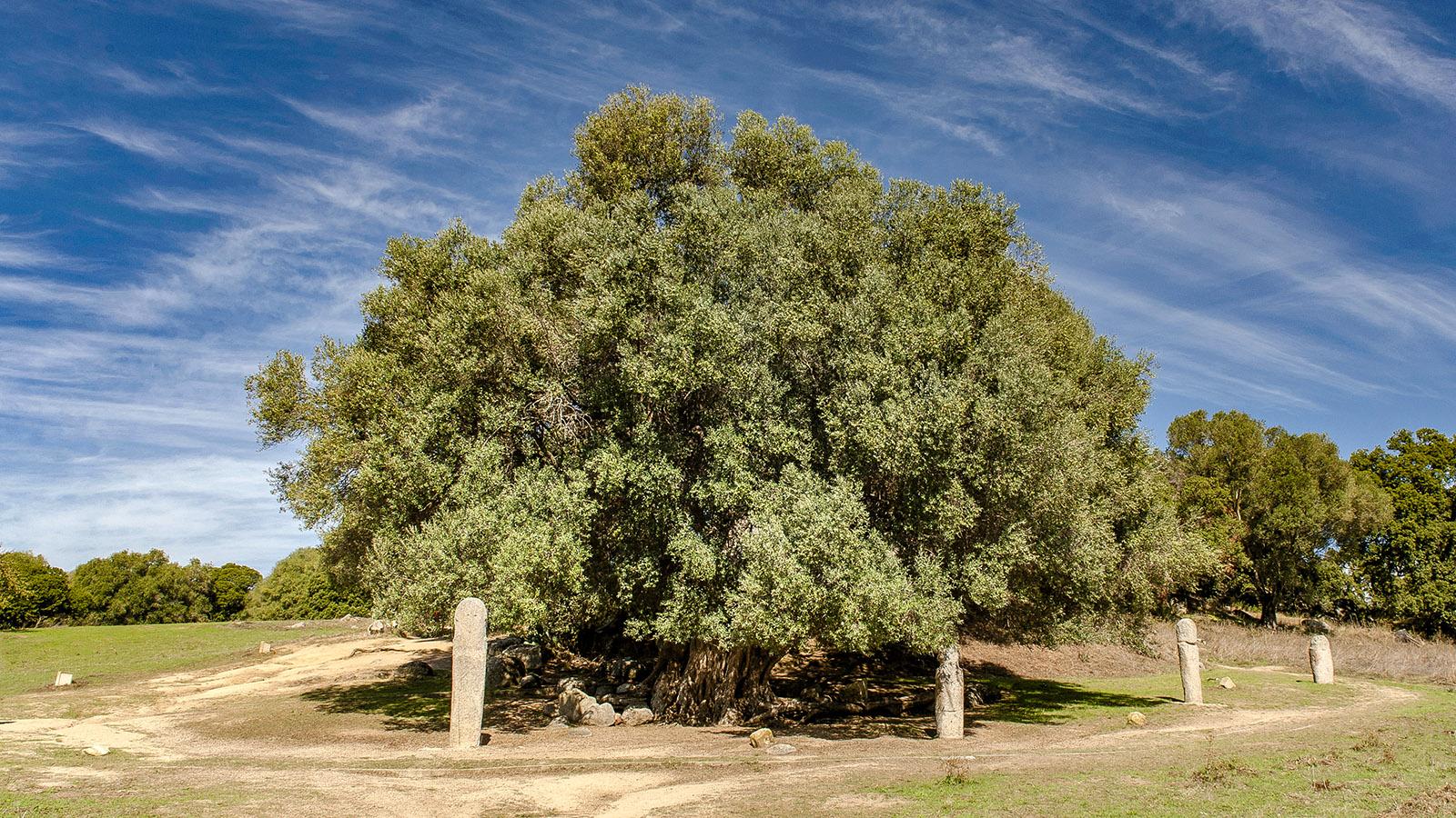 Filitosa: der Ring am Olivenbaum. Foto: Hilk Maunder