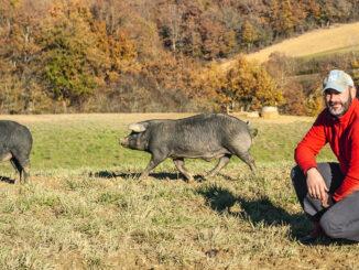 Domaine Rey: Nicolas Rey mit seinen Schweinen. Foto: Hilke Maunder
