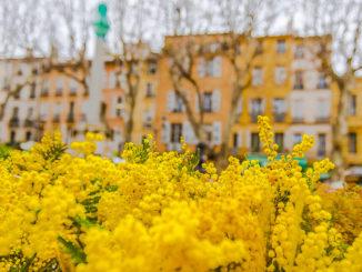 Mimosen - auf dem Blumenmarkt von Aix-en-Provence werden sie verkauft! Foto: Hilke Maunder