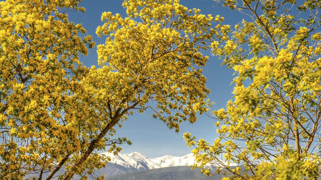 Frühling: Die Mimosen blühen vor der schneebedeckten Kappe des Canigou. Foto: Hilke Maunder