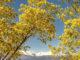 Frühling: Die Mimosen blühen vor der schneebedeckten Kappe des Canigou. Foto: Hilke Maunder