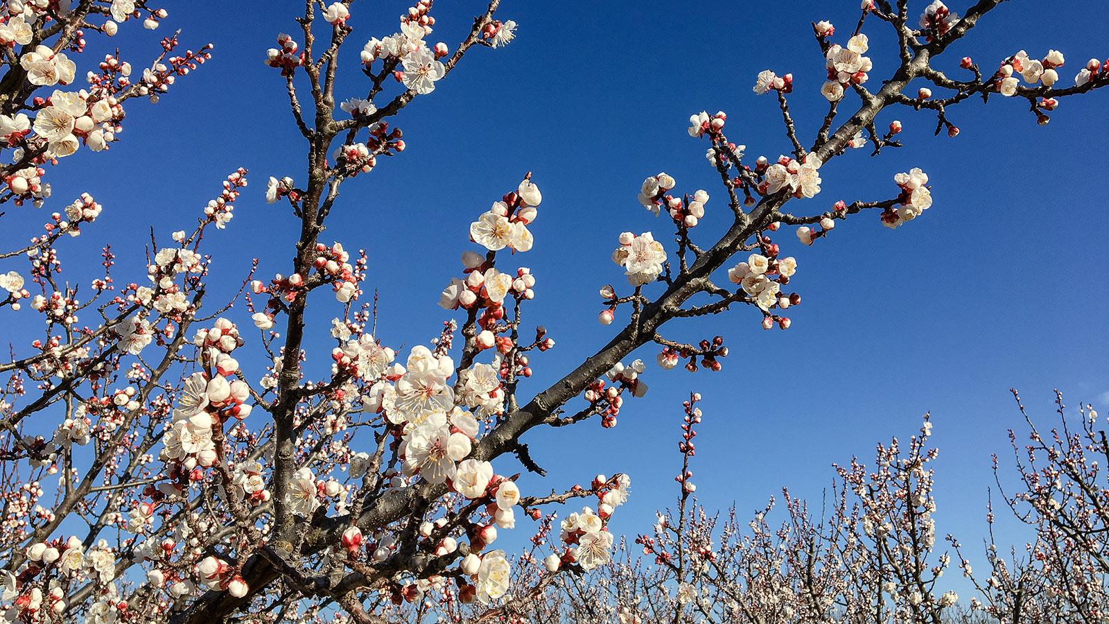 Frühling: Aprikosenblüte bei Monastir del Camp. Foto: Hilke Maunder