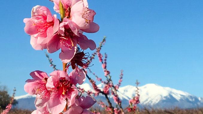 Frühling: Pfirsichblüte im Roussillon. Foto: Hilke Maunder