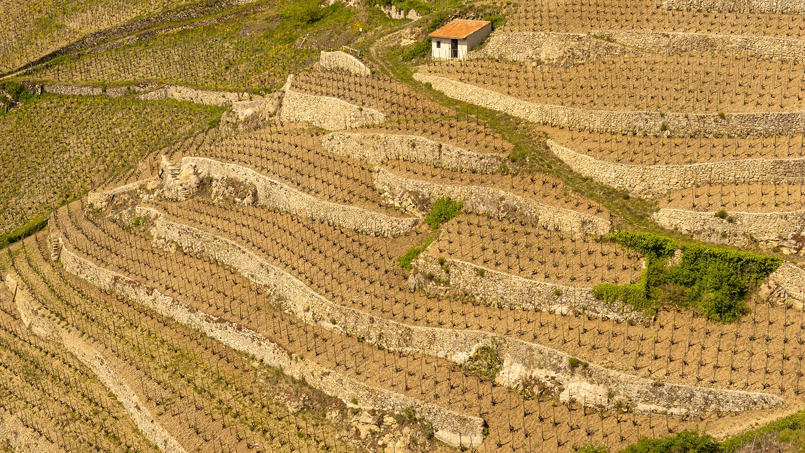 Die steilen Hänge im Norden der Côtes du Rhône macht oft den beschwerlichen Anbau in Terrassen notwendig, Foto: Hilke Maunder
