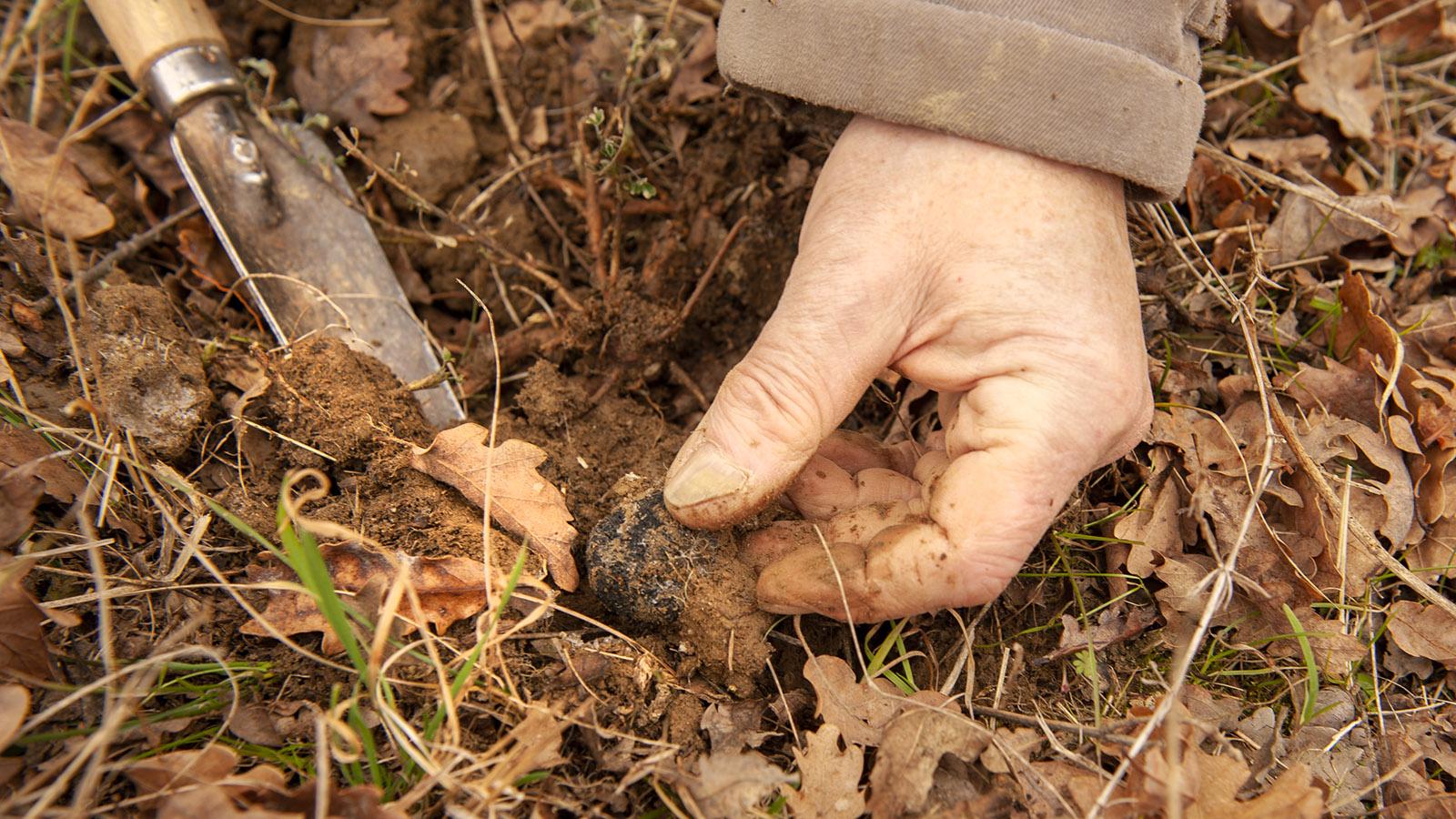 Bruno Chartron gräbt den Trüffel vorsichtig aus. Foto: Hilke Maunder