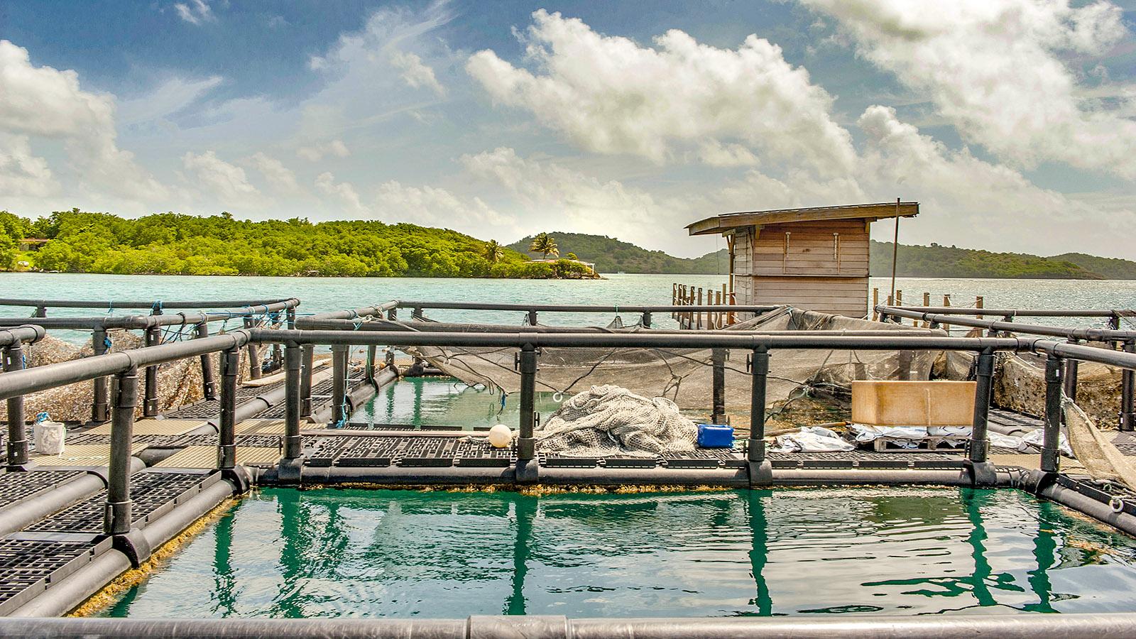 Martinique, Le Robert: die Aquafarm von Xavier Suivant. Foto: Hilke Maunder