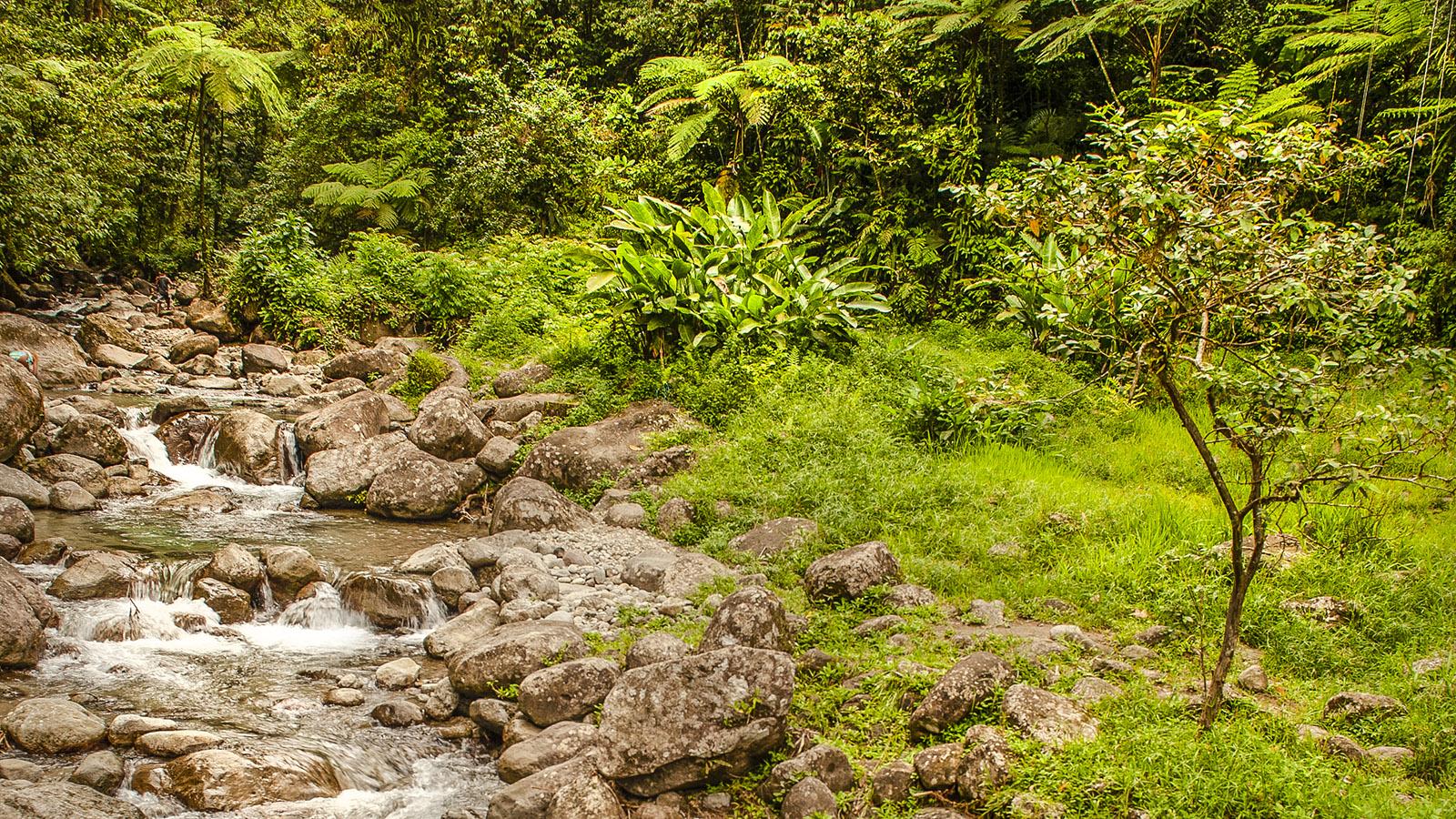 Im Regenwald von Nord-Martinique. Foto: Hilke Maunder