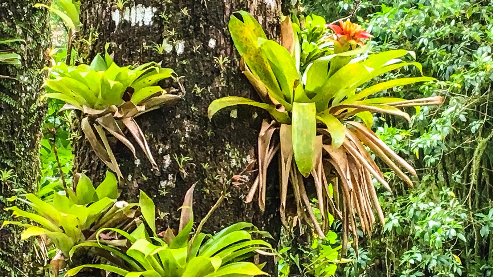 Bromelien im Urwald von Martinique. Foto: Hilke Maunder. 