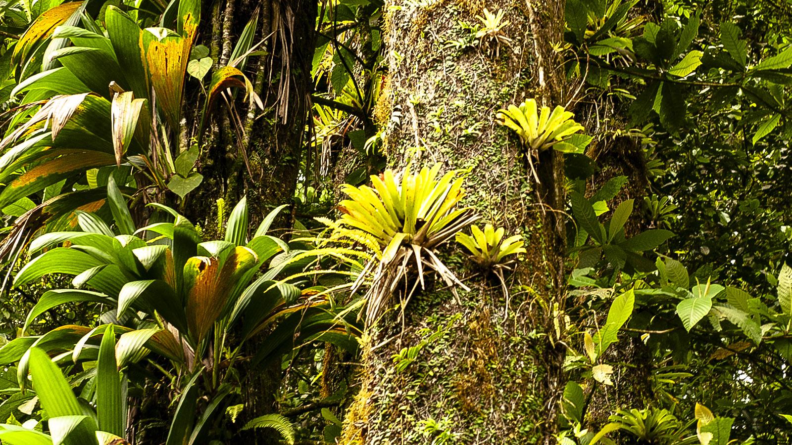 Im Regenwald von Nord-Martinique. Bromelien haben die hohen Stämme erobert. Foto: Hilke Maunder