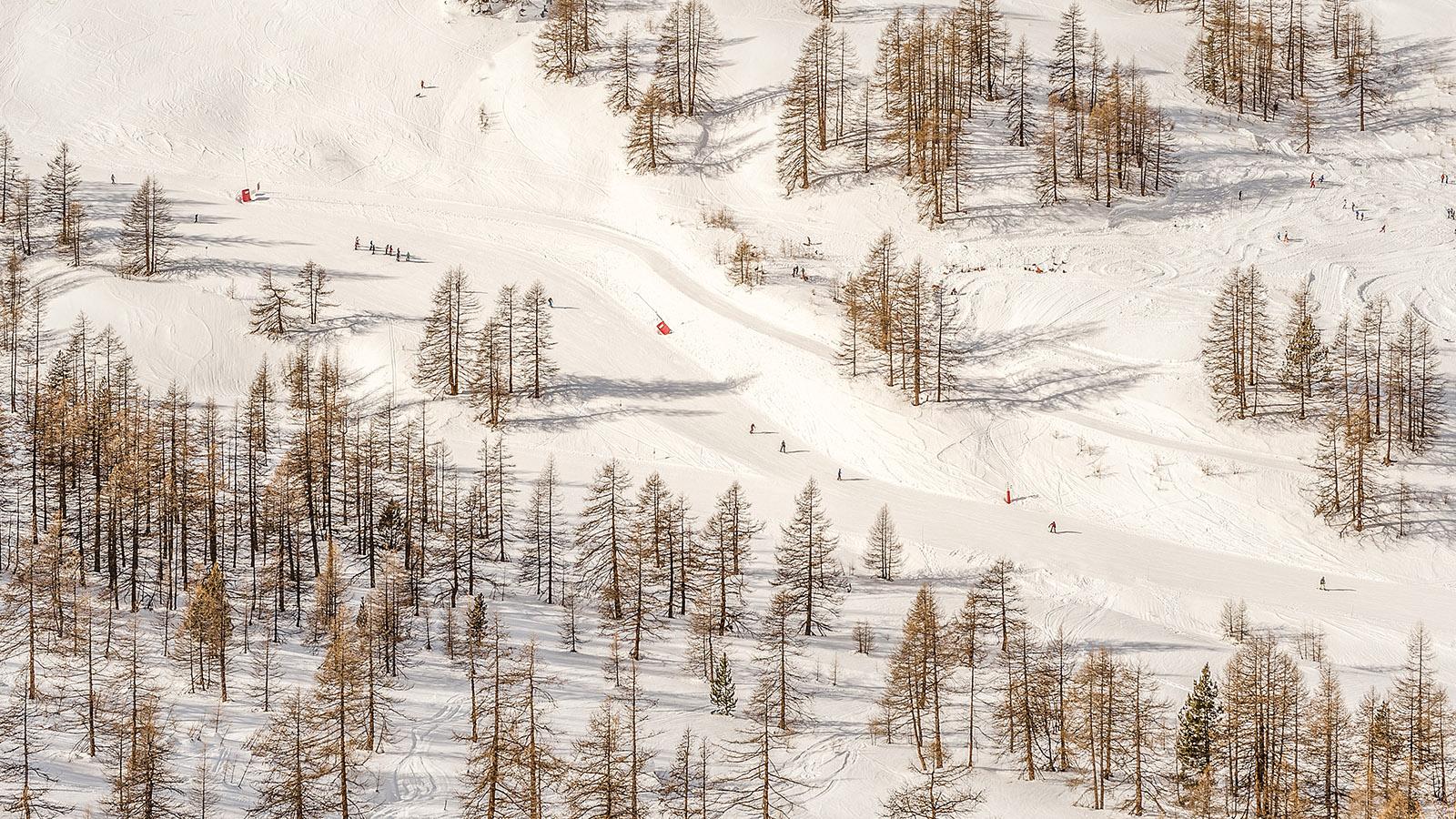 In unteren Lagen begleiten in Montgenèvre immer wieder Lärchen den Skiläufer. Foto: Hilke Maunder