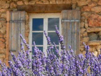 Provence-Flair: Vor einem Natursteinhaus blüht der Lavendel. Foto: Hilke Maunder