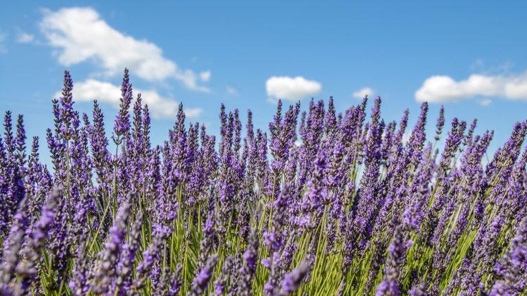Lavendel: das blaue Gold der Provence
