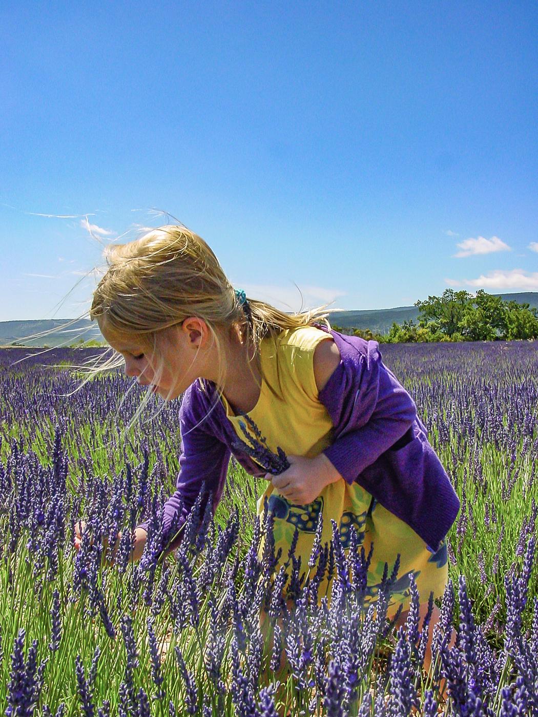 Lara erntet Lavendel. Foto: Hilke Maunder