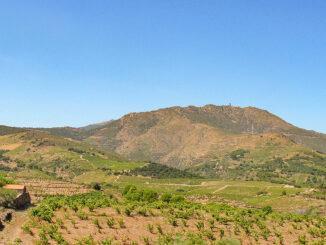 Die steilen Weinberge von Banyuls. Foto: Hilke Maunder