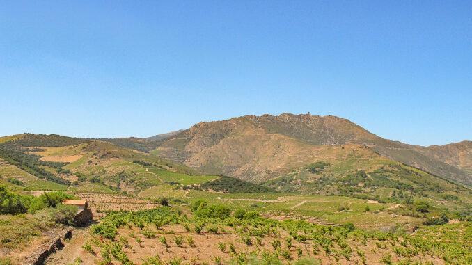 Die steilen Weinberge von Banyuls. Foto: Hilke Maunder
