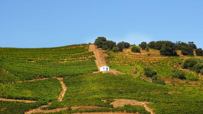 Bei Banyuls ist der Weinanbau bis heute kaum mechanisiert. Foto: Hilke Maunder