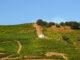 Bei Banyuls ist der Weinanbau bis heute kaum mechanisiert. Foto: Hilke Maunder