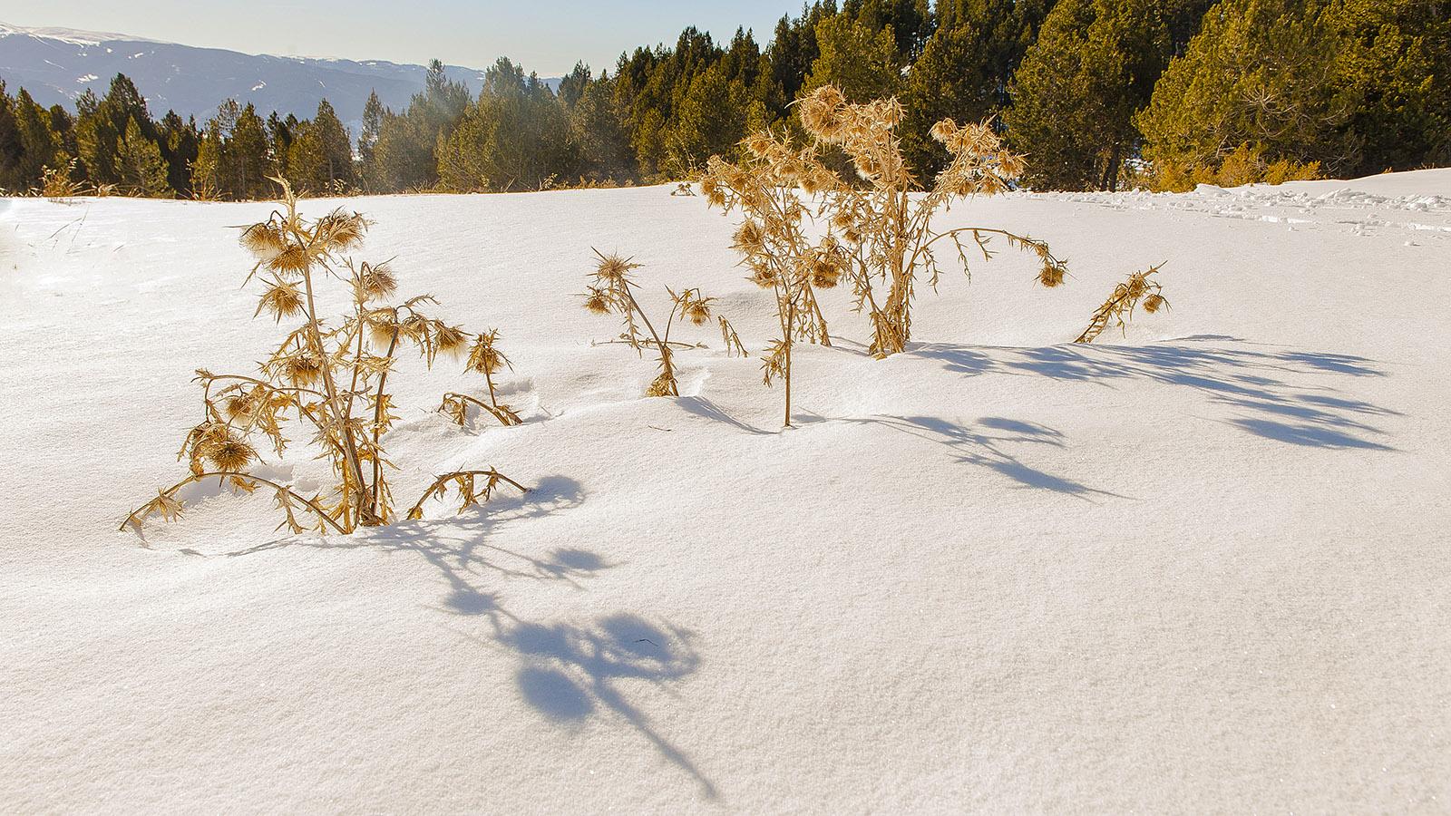 Pyrénées-Orientales: Disteln im Schnee. Foto: Hilke Maunder