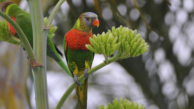 Ein Allfarbenlori, wie ihr ihn auch in Australien findet – als "rainbow lorikeet". Foto und Copyright: Patrice Morin / NCTPS.