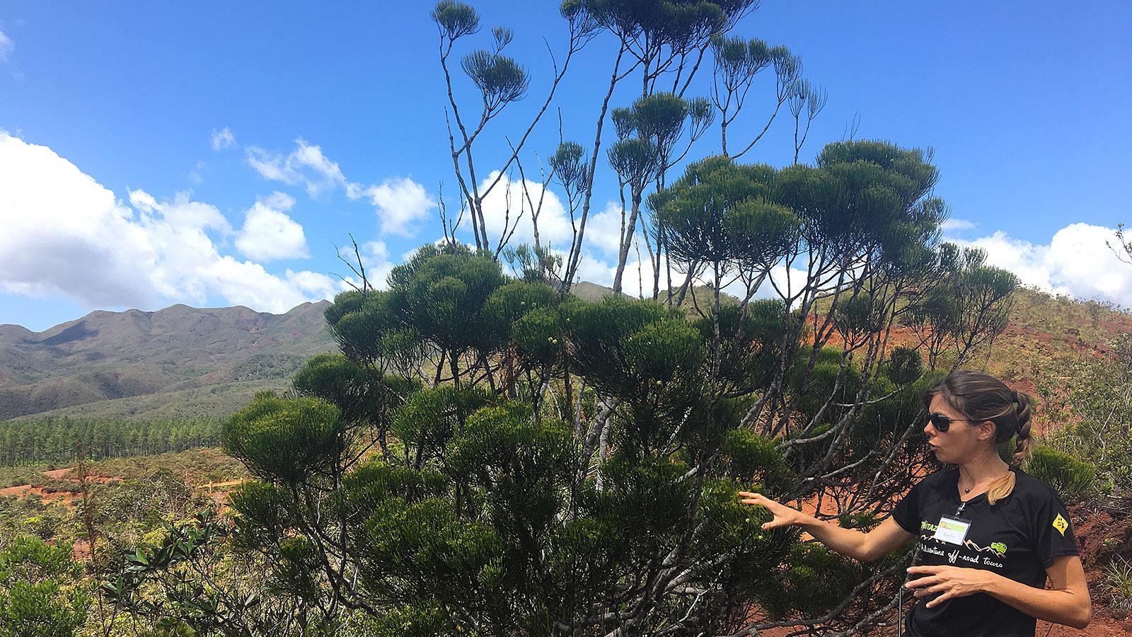 Riviere Bleue: Axelle kennt die exotisch fremde Pflanzenwelt im Süden von Neukaledonien. Foto: Hilke Maunder