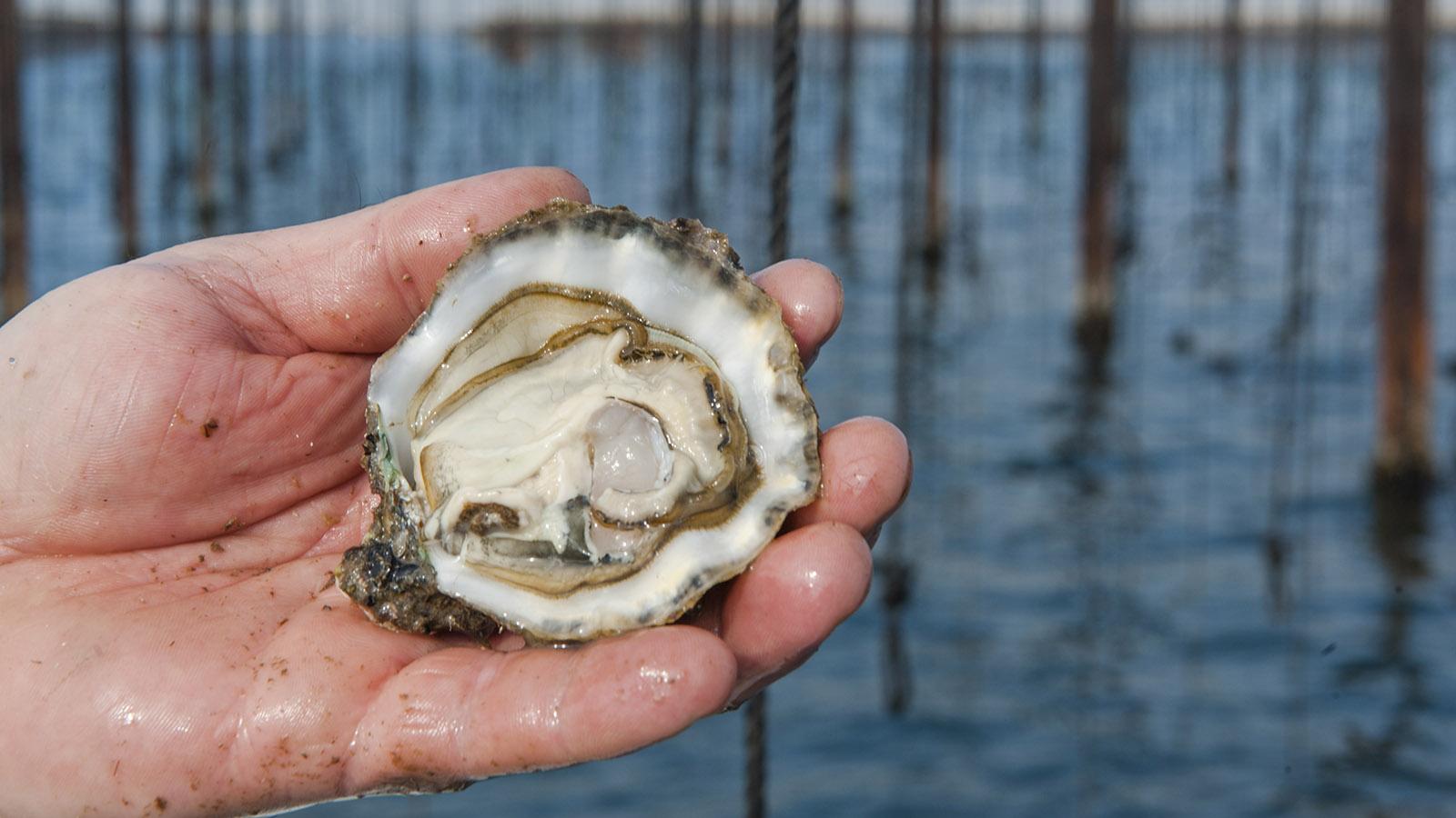 Seafood: Austern! Geht es noch frischer als direkt aus dem Meer? Foto: Hilke Maunder