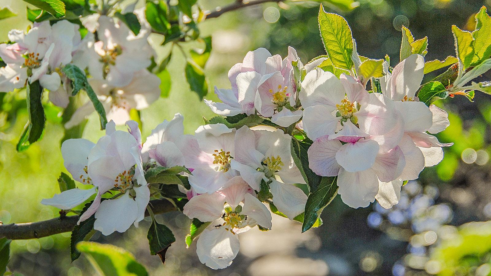 Im Mai blühen die Apfelbäume. Foto: Hilke Maunder
