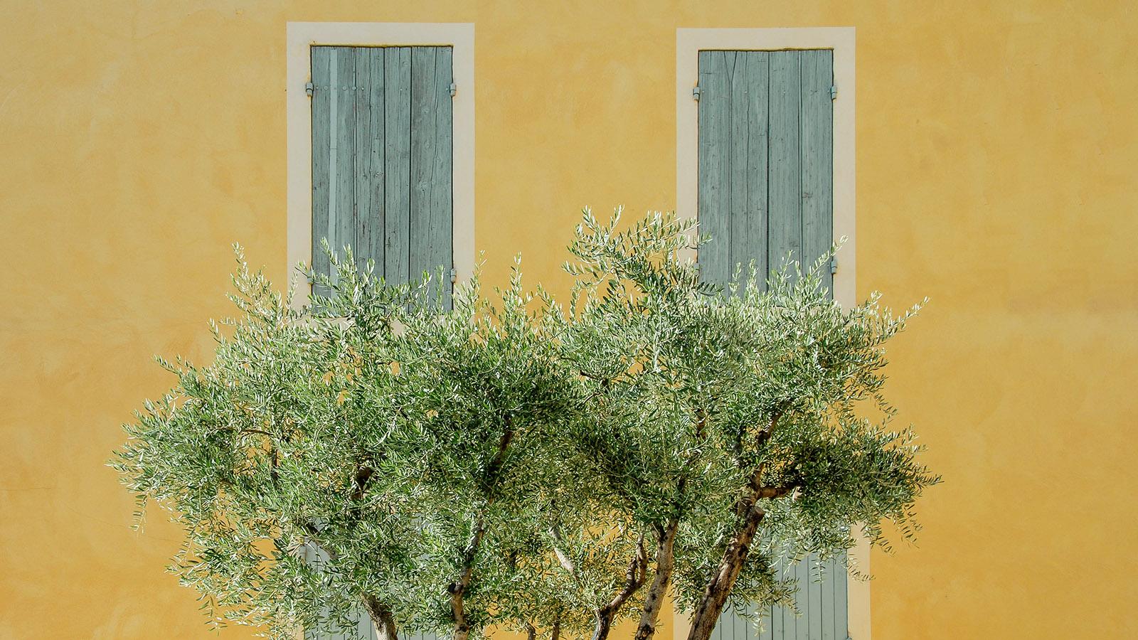 Sonnengelb die Fassaden, pastelfarben die Fensterläden und davor Olivenbäumen: Orange im Herzen der Provence. Foto: Hilke Maunder