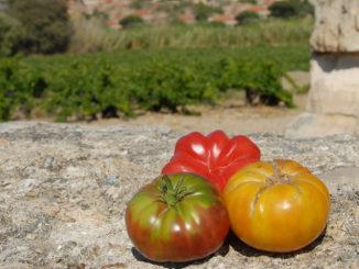 Alte Tomatensorten. Foto: Hilke Maunder