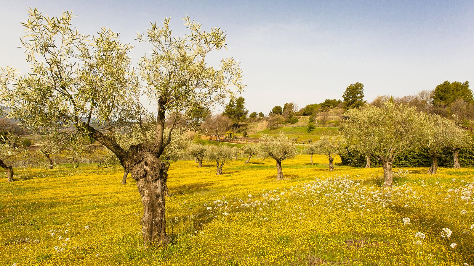 Frühling im Luberon - auch in den Olivenhainen. Foto: Hilke Maunder