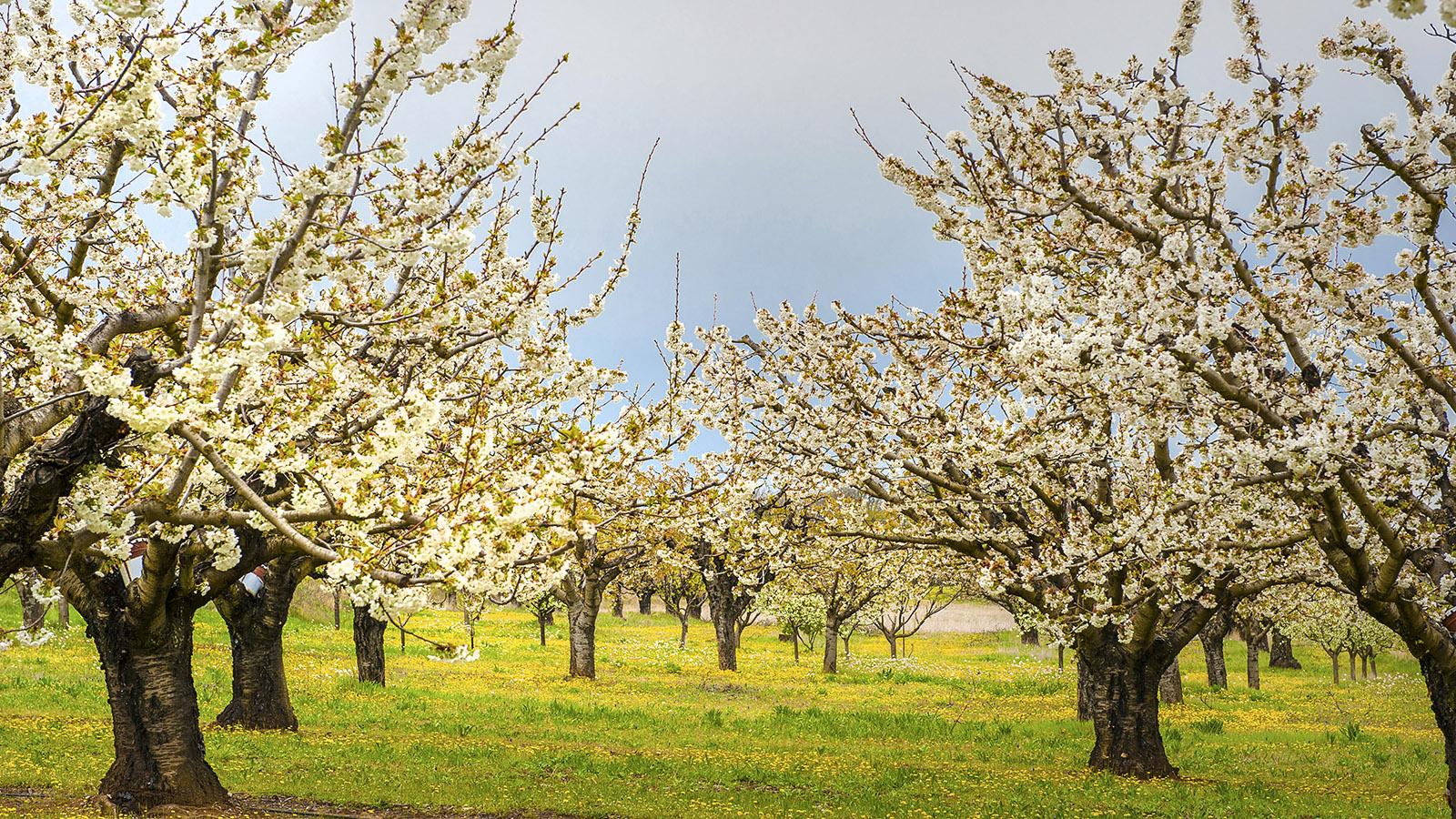 Kirschblüte im Luberon. Foto: Hilke Maunder
