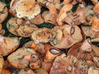Was für eine Pilzauswahl bietet der Wochenmarkt von Nizza! Foto: Hilke Maunder